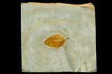 Fossil Leaf (Zizyphoides) - Montana #120853-1